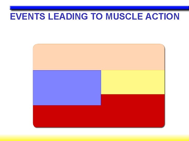 EVENTS LEADING TO MUSCLE ACTION 