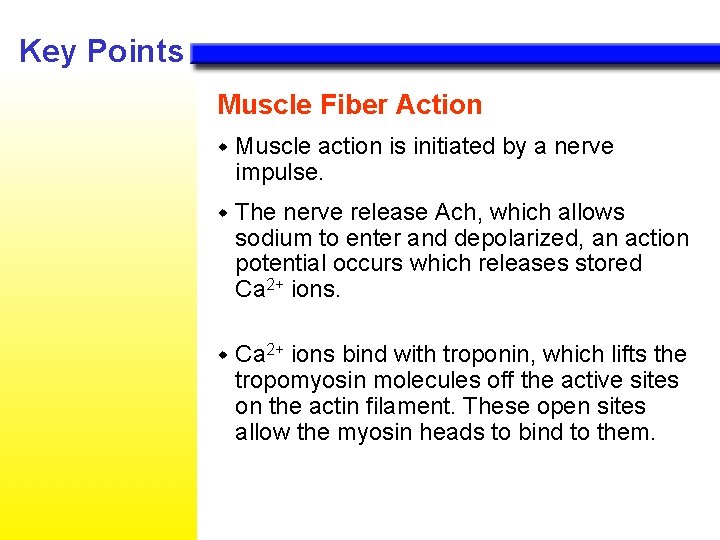 Key Points Muscle Fiber Action w Muscle action is initiated by a nerve impulse.