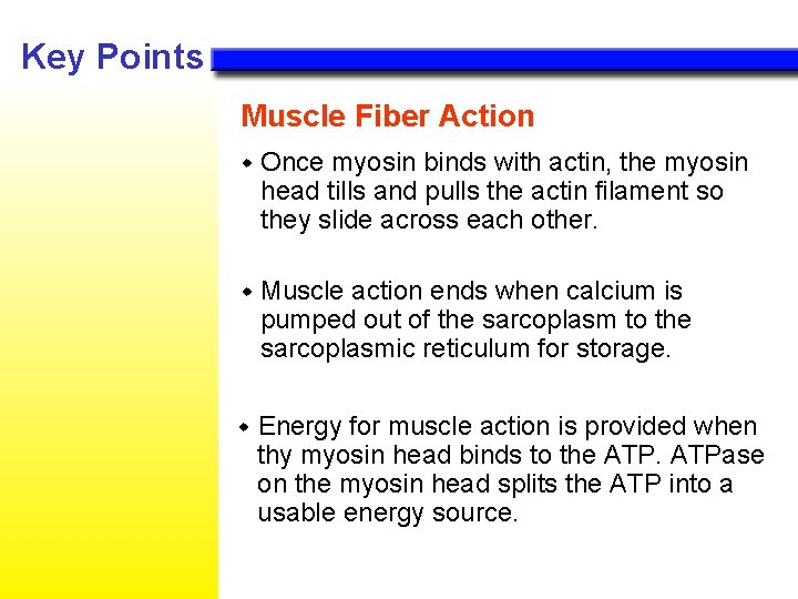 Key Points Muscle Fiber Action w Once myosin binds with actin, the myosin head