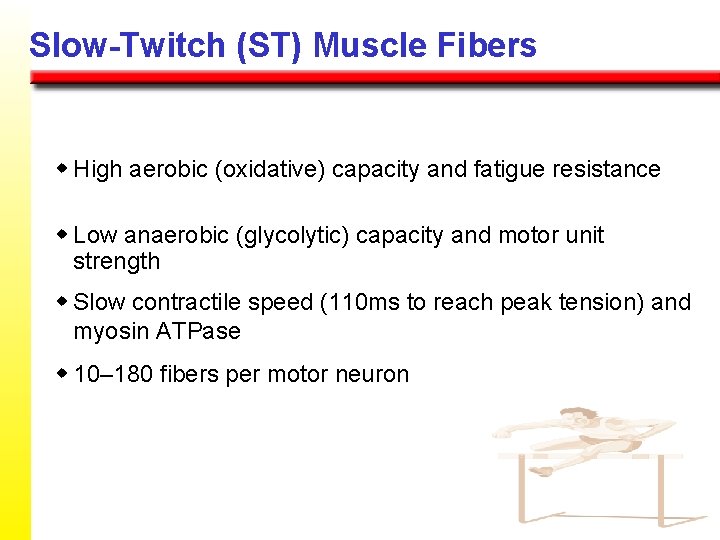 Slow-Twitch (ST) Muscle Fibers w High aerobic (oxidative) capacity and fatigue resistance w Low