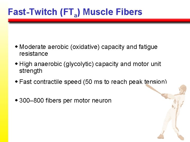 Fast-Twitch (FTa) Muscle Fibers w Moderate aerobic (oxidative) capacity and fatigue resistance w High