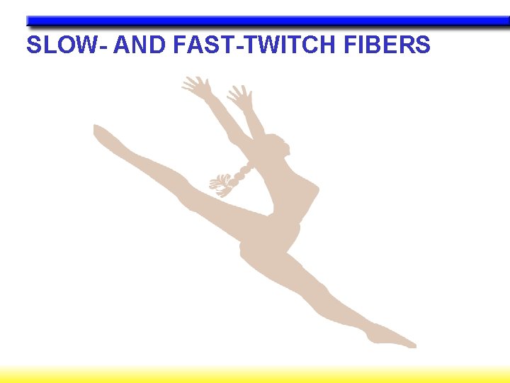 SLOW- AND FAST-TWITCH FIBERS 