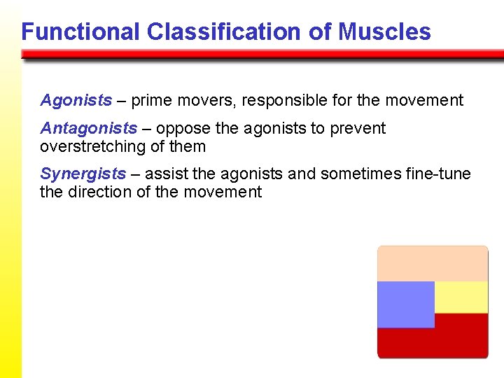 Functional Classification of Muscles Agonists – prime movers, responsible for the movement Antagonists –