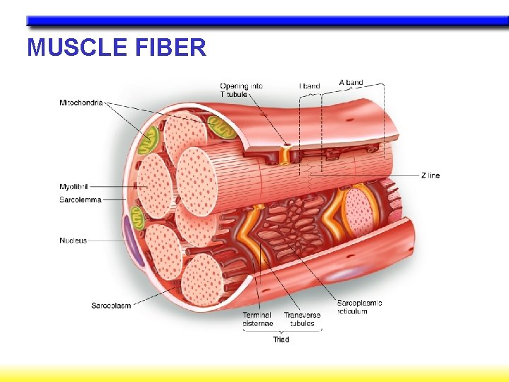 MUSCLE FIBER 