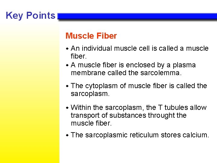 Key Points Muscle Fiber An individual muscle cell is called a muscle fiber. w