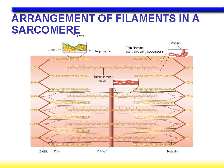 ARRANGEMENT OF FILAMENTS IN A SARCOMERE 