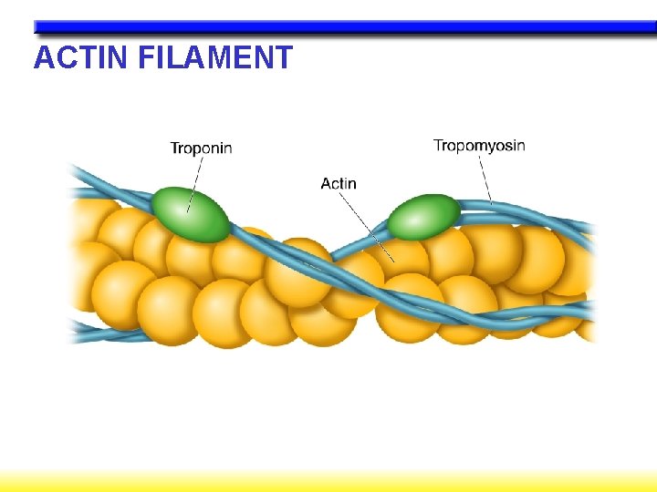 ACTIN FILAMENT 