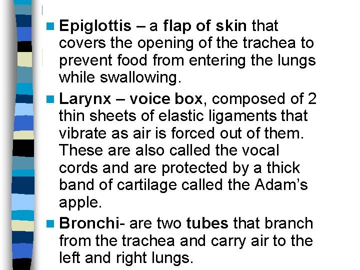 n Epiglottis – a flap of skin that covers the opening of the trachea
