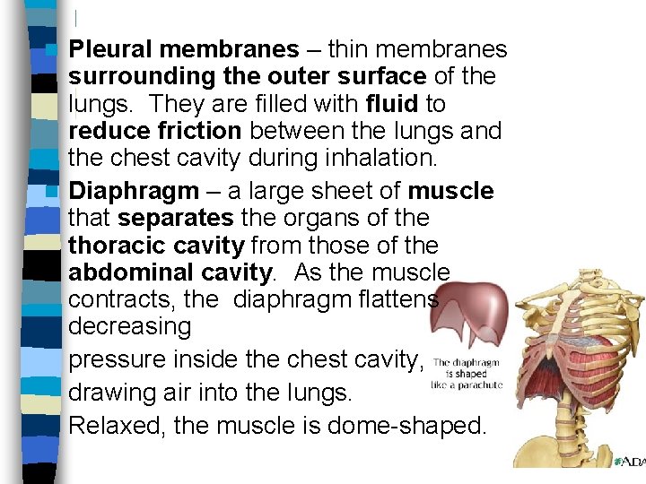 Pleural membranes – thin membranes surrounding the outer surface of the lungs. They are