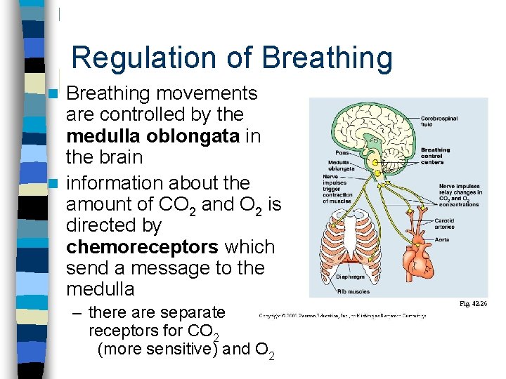 Regulation of Breathing movements are controlled by the medulla oblongata in the brain n