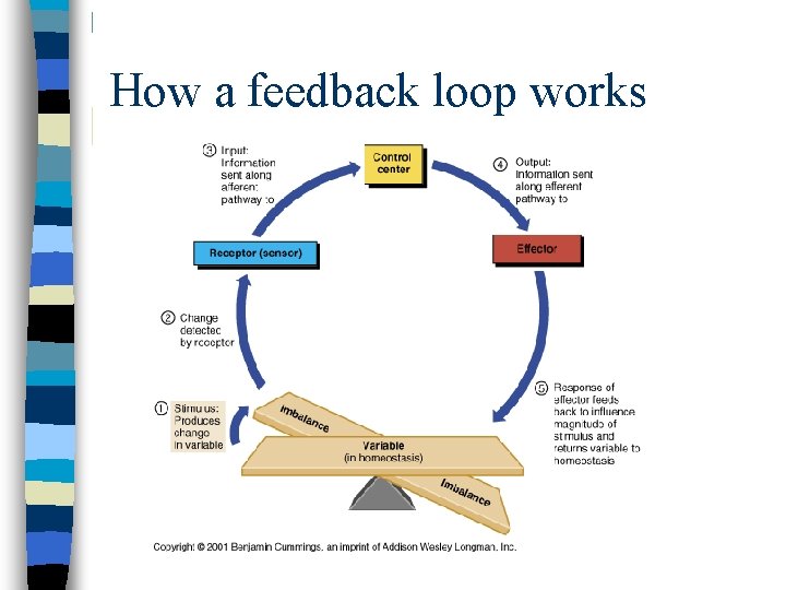 How a feedback loop works 