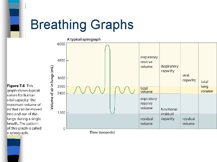 Breathing Graphs 