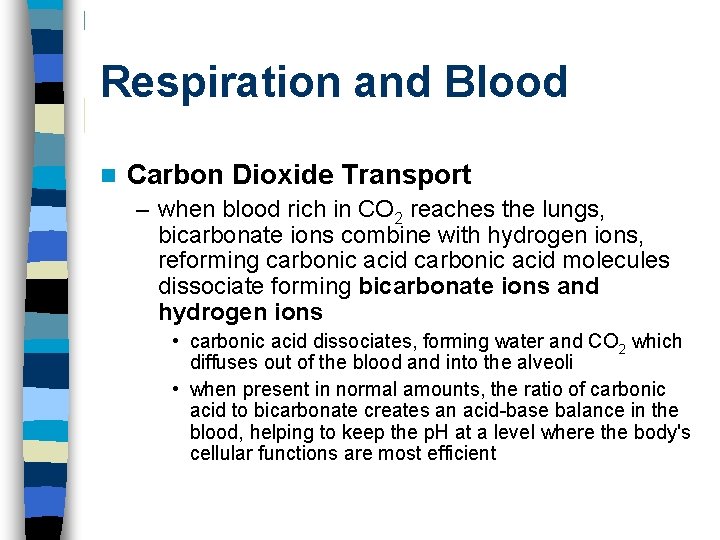 Respiration and Blood n Carbon Dioxide Transport – when blood rich in CO 2