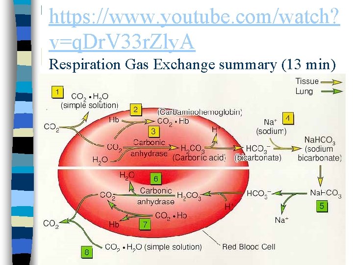 https: //www. youtube. com/watch? v=q. Dr. V 33 r. Zly. A Respiration Gas Exchange