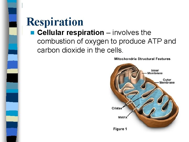 Respiration n Cellular respiration – involves the combustion of oxygen to produce ATP and