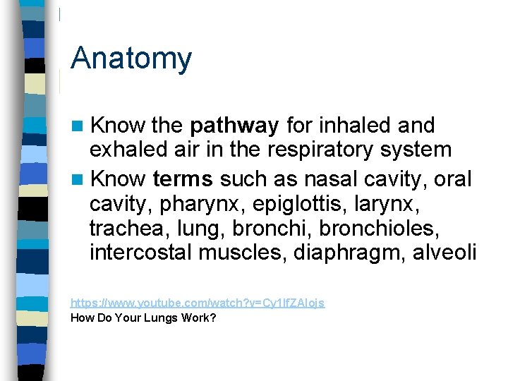 Anatomy n Know the pathway for inhaled and exhaled air in the respiratory system