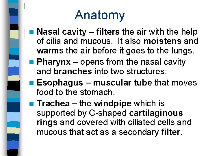 Anatomy Nasal cavity – filters the air with the help of cilia and mucous.