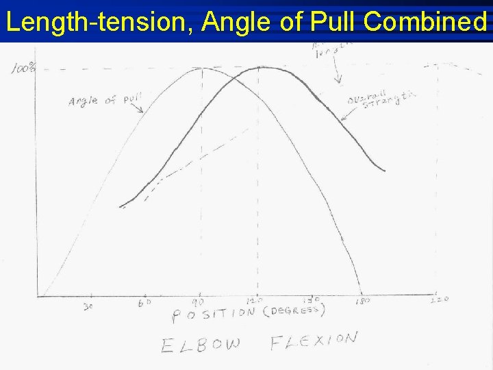 Length-tension, Angle of Pull Combined 