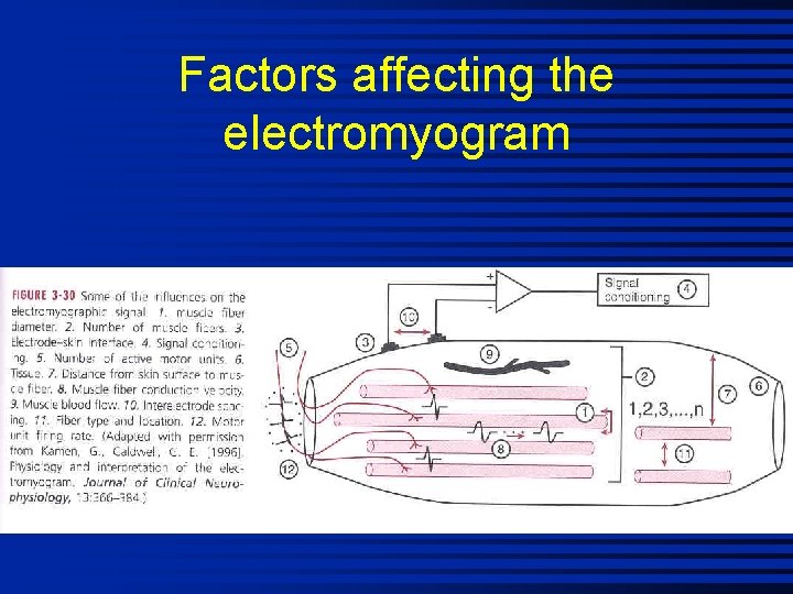 Factors affecting the electromyogram 