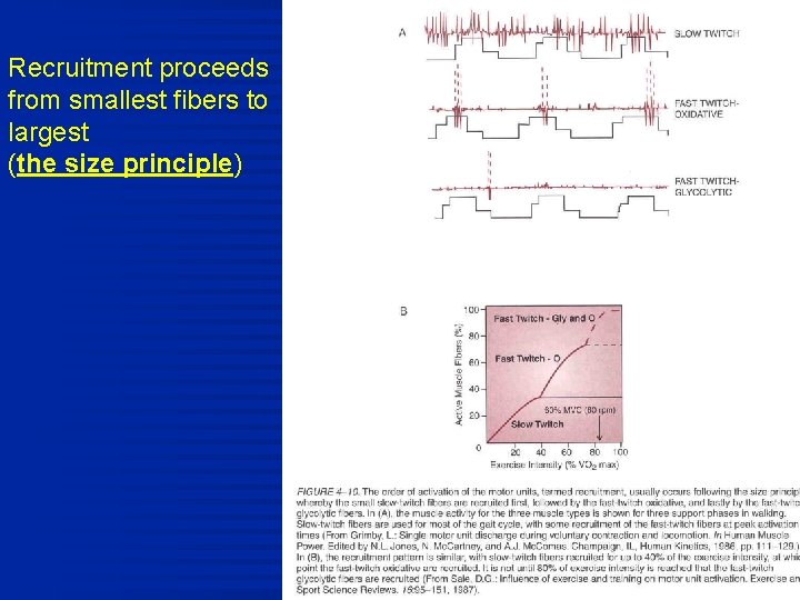 Recruitment proceeds from smallest fibers to largest (the size principle) 