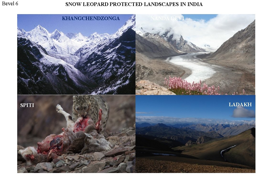 Bevel 6 SNOW LEOPARD PROTECTED LANDSCAPES IN INDIA KHANGCHENDZONGA SPITI NANDA DEVI LADAKH 