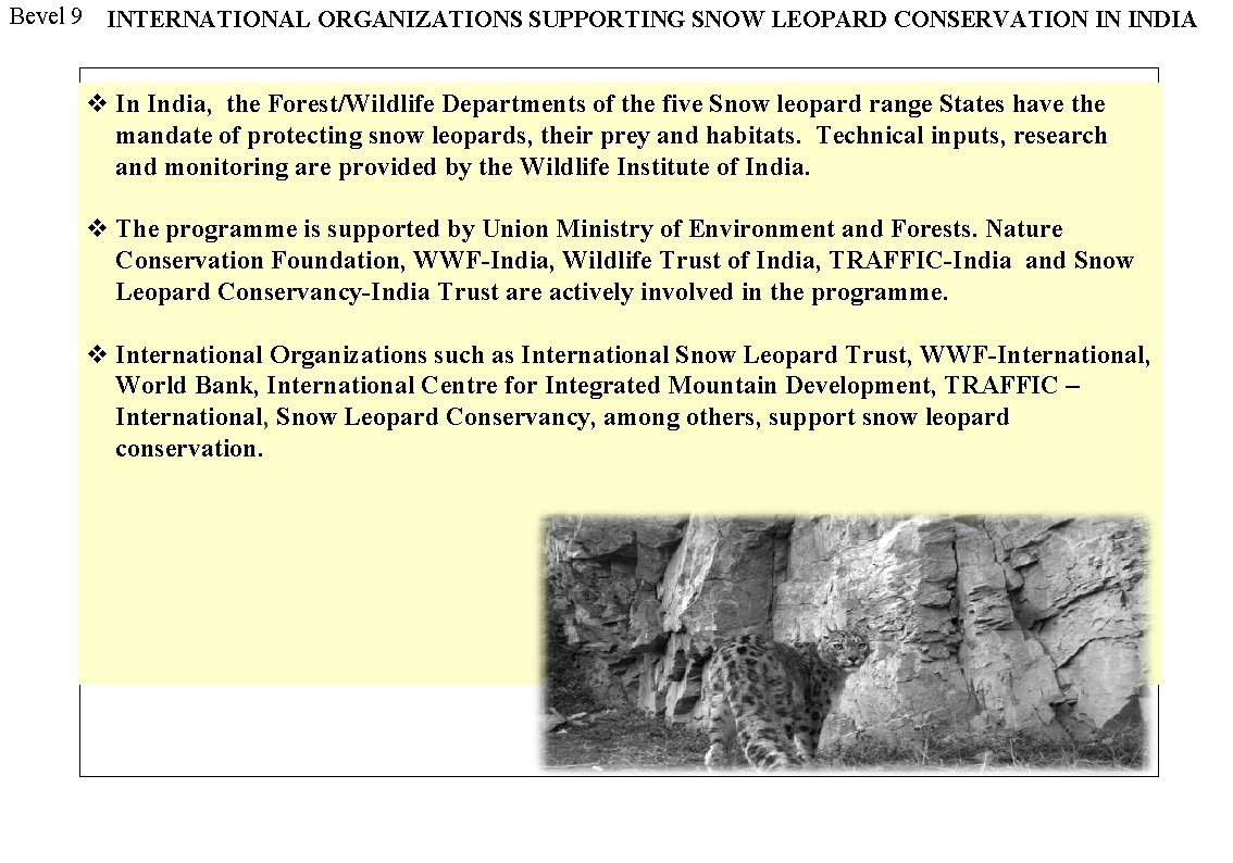 Bevel 9 INTERNATIONAL ORGANIZATIONS SUPPORTING SNOW LEOPARD CONSERVATION IN INDIA v In India, the