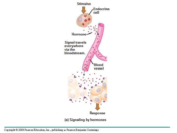 Copyright © 2008 Pearson Education, Inc. , publishing as Pearson Benjamin Cummings 