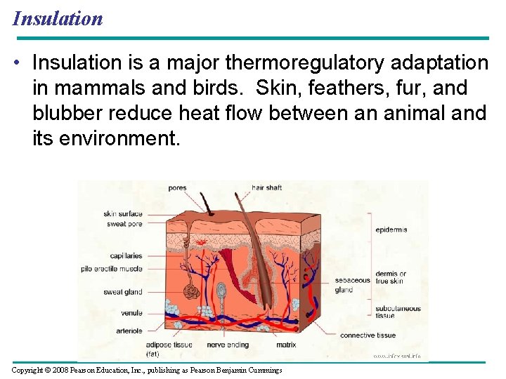 Insulation • Insulation is a major thermoregulatory adaptation in mammals and birds. Skin, feathers,