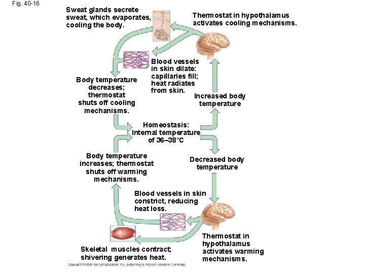 Fig. 40 -16 Sweat glands secrete sweat, which evaporates, cooling the body. Body temperature