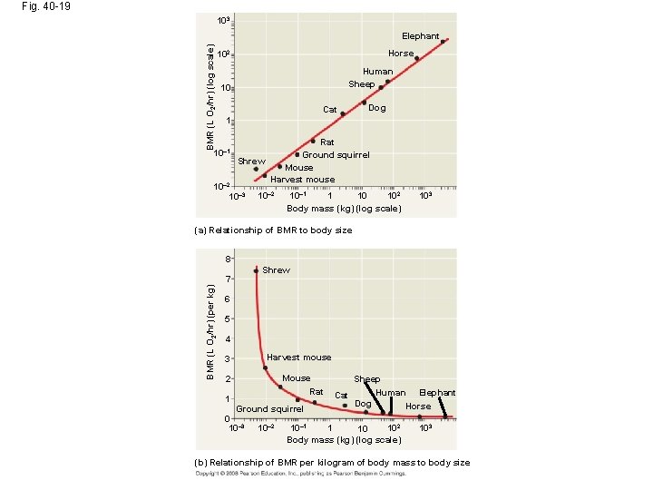 Fig. 40 -19 103 BMR (L O 2/hr) (Iog scale) Elephant Horse 102 Human