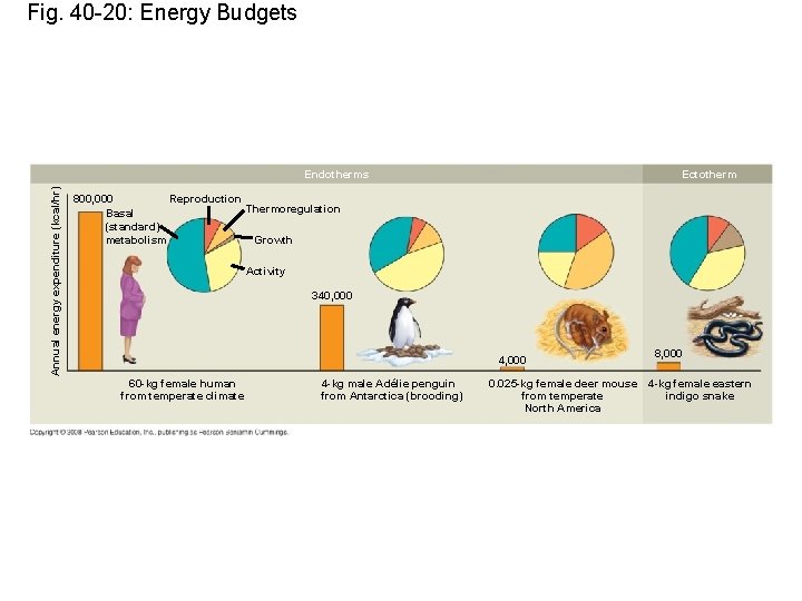 Fig. 40 -20: Energy Budgets Annual energy expenditure (kcal/hr) Endotherms Ectotherm Reproduction 800, 000