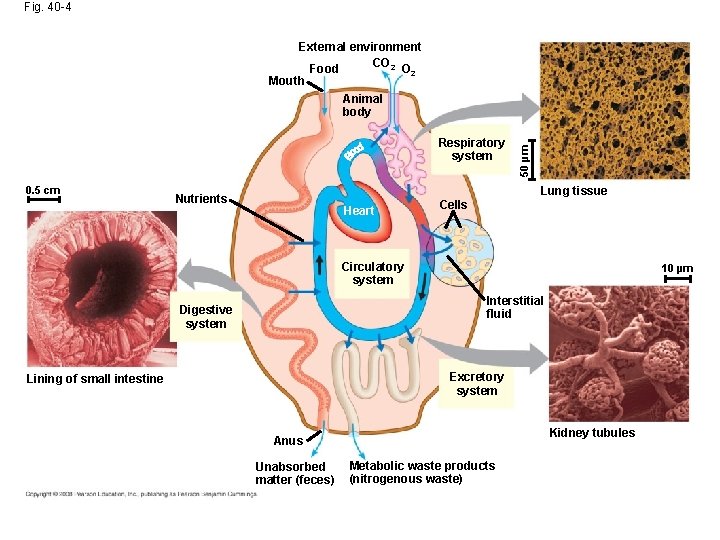 Fig. 40 -4 External environment CO 2 Food O 2 Mouth Respiratory system 0.