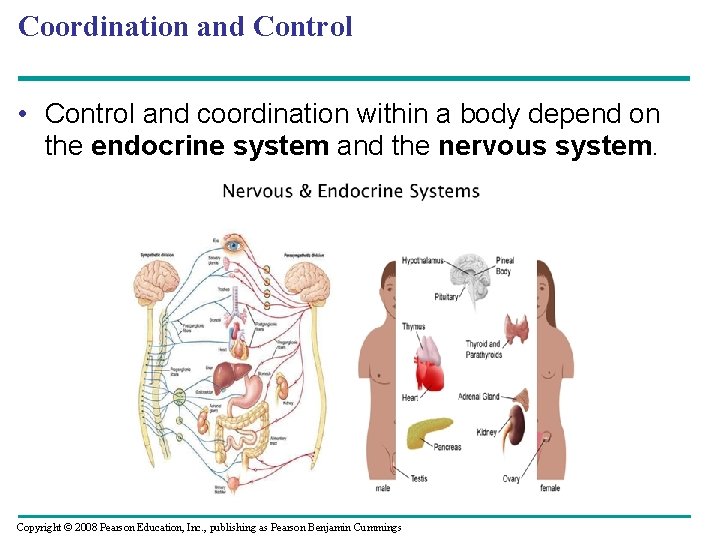 Coordination and Control • Control and coordination within a body depend on the endocrine