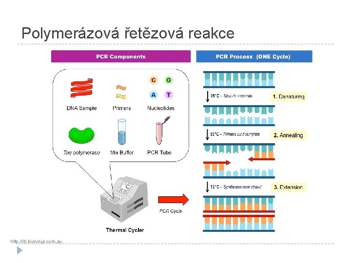 Polymerázová řetězová reakce http: //ib. bioninja. com. au 