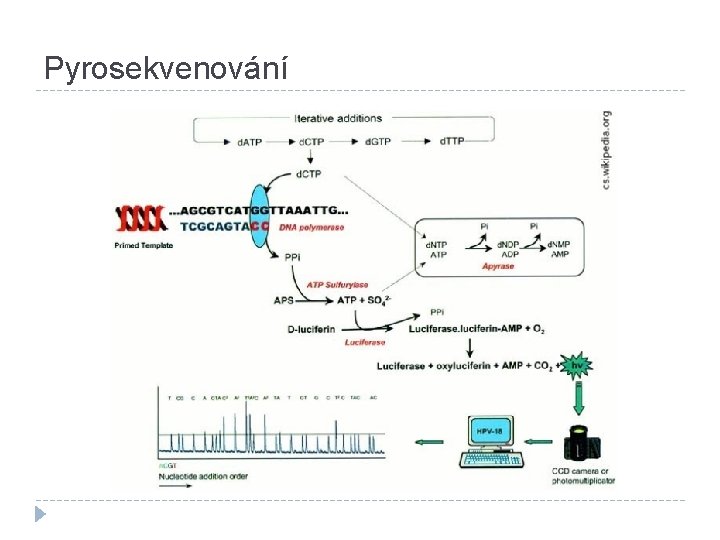 Pyrosekvenování 