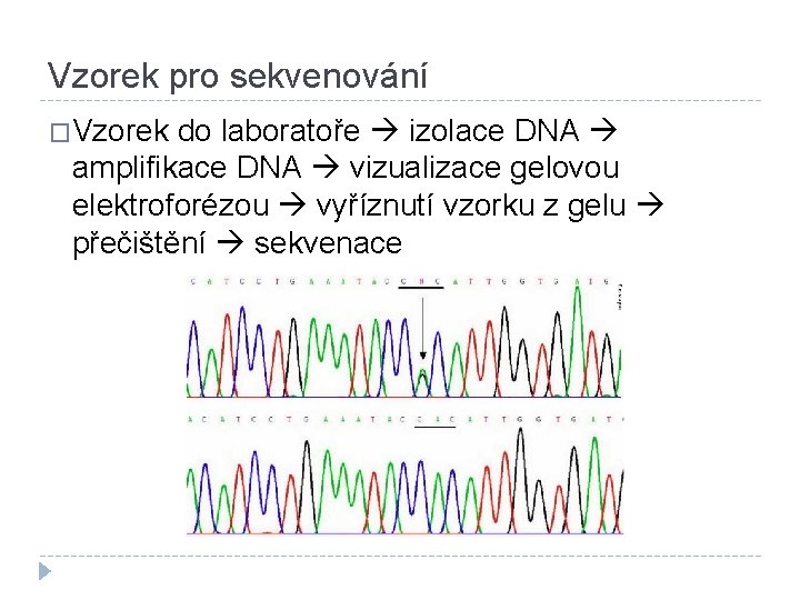 Vzorek pro sekvenování �Vzorek do laboratoře izolace DNA amplifikace DNA vizualizace gelovou elektroforézou vyříznutí