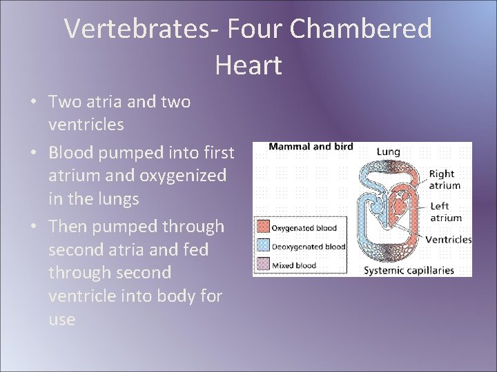 Vertebrates- Four Chambered Heart • Two atria and two ventricles • Blood pumped into