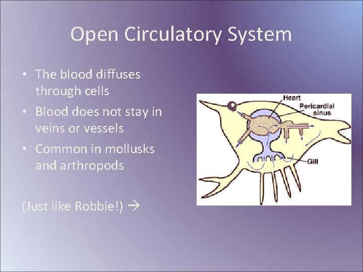 Open Circulatory System • The blood diffuses through cells • Blood does not stay