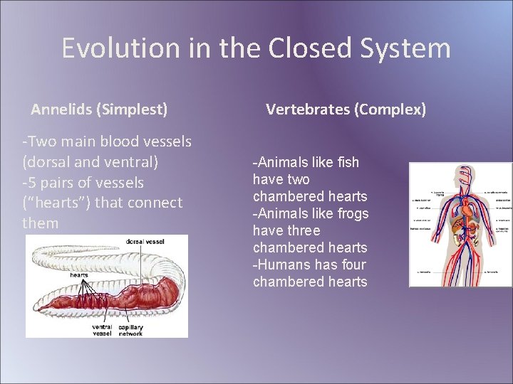 Evolution in the Closed System Annelids (Simplest) -Two main blood vessels (dorsal and ventral)