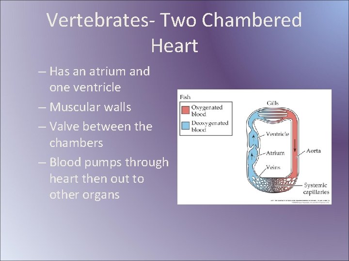 Vertebrates- Two Chambered Heart – Has an atrium and one ventricle – Muscular walls