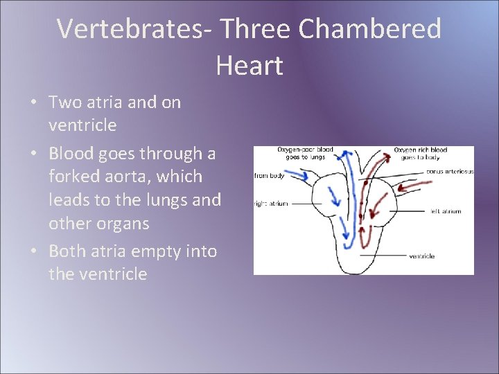 Vertebrates- Three Chambered Heart • Two atria and on ventricle • Blood goes through