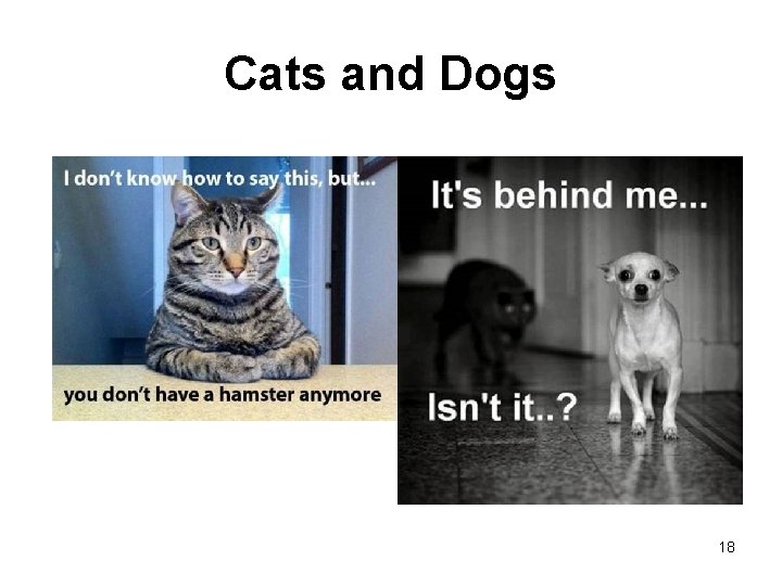 Cats and Dogs 18 