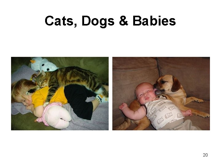 Cats, Dogs & Babies 20 