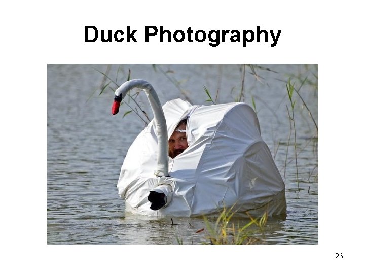 Duck Photography 26 