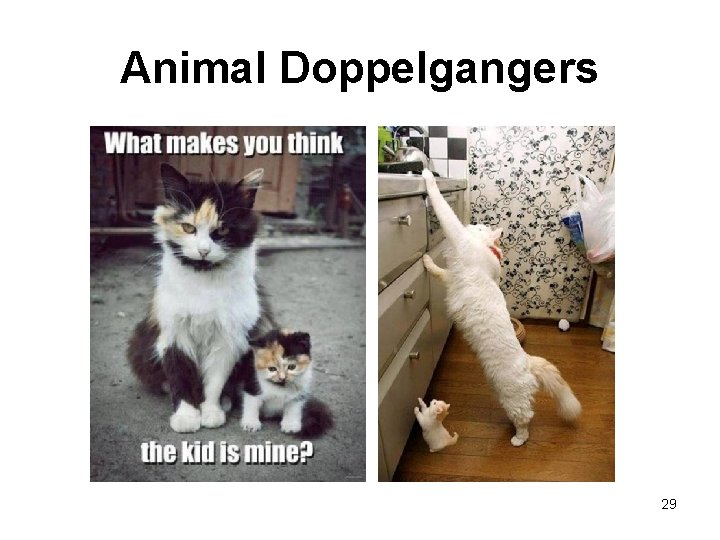 Animal Doppelgangers 29 