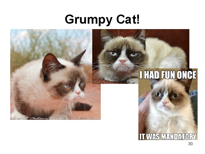 Grumpy Cat! 30 