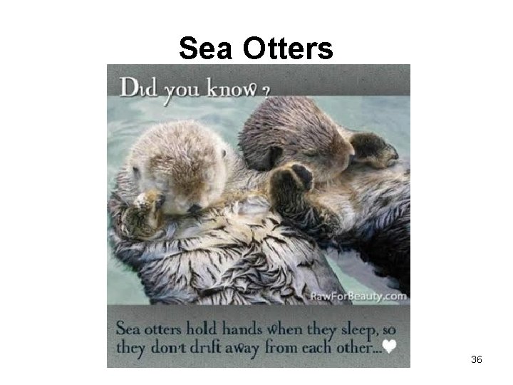 Sea Otters 36 