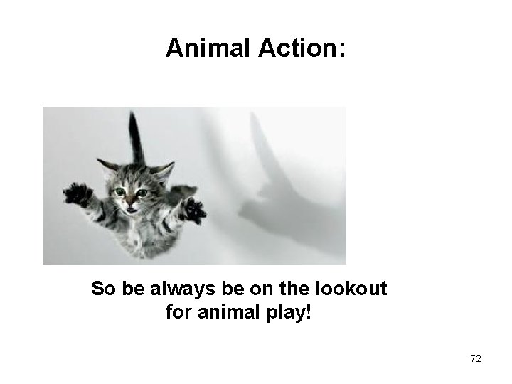 Animal Action: So be always be on the lookout for animal play! 72 