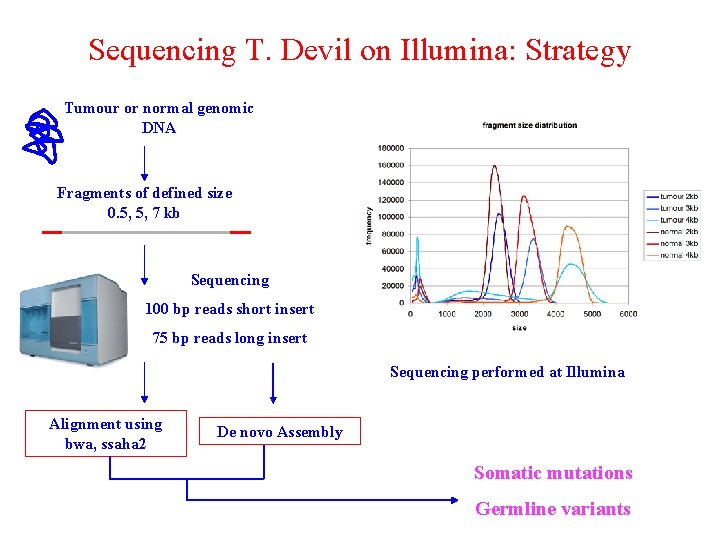 Sequencing T. Devil on Illumina: Strategy Tumour or normal genomic DNA Fragments of defined