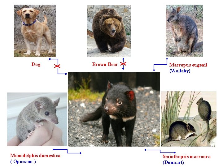 Dog Monodelphis domestica ( Opossum ) Brown Bear Macropus eugenii (Wallaby) Sminthopsis macroura (Dunnart)